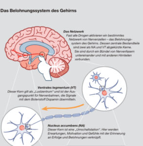 Das Belohnungszentrum des Gehirns